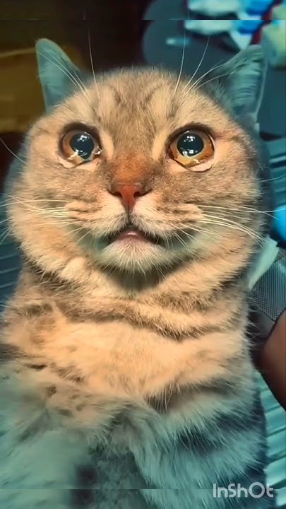 why-do-cats-eat-the-placenta-after-giving-birth-to-new-a-new-baby