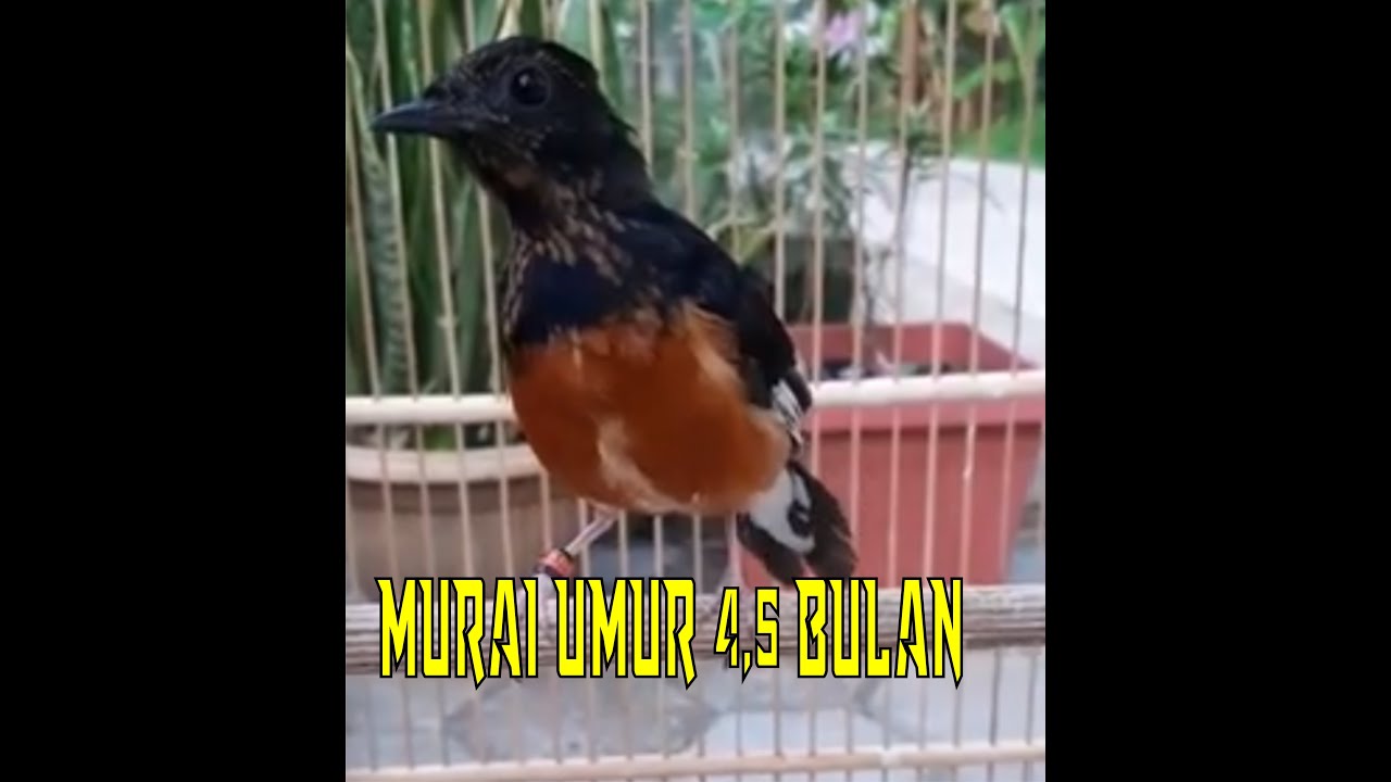 Trotol Murai Batu Umur jantan 5 Bulan murai bahan YouTube Trotol Murai Batu Umur jantan 5 Bulan murai bahan YouTube