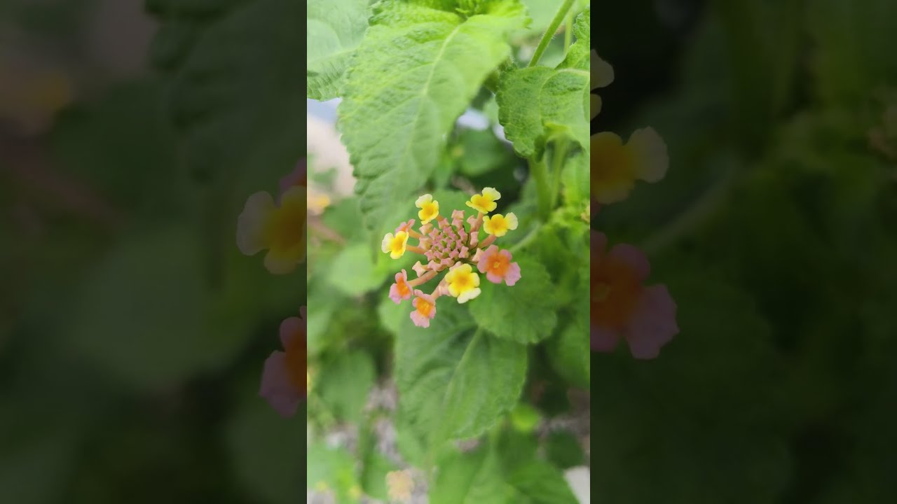  Folksong Telugusongs Song Dj Funny VBexplore