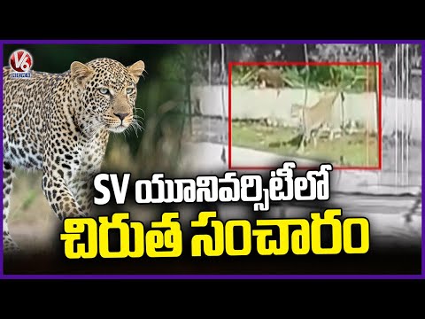 CCTV Camaras Caught Leopard Roaming In SV University Premises | V6 News - V6NEWSTELUGU