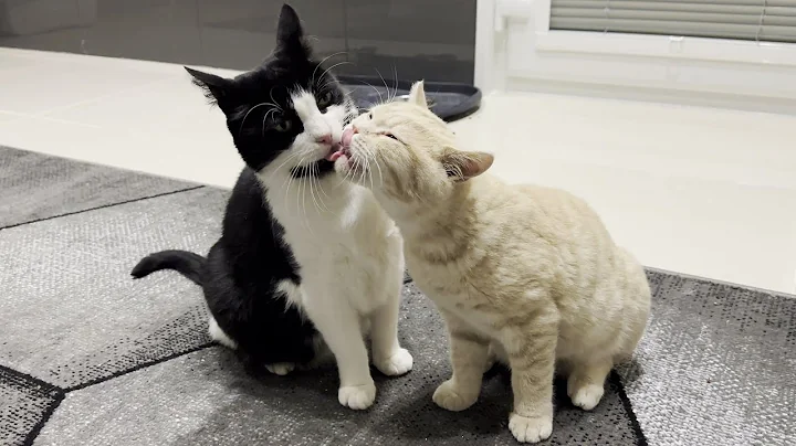 Video 1517421: white domestic shorthair male, lilac british, cat kitten love