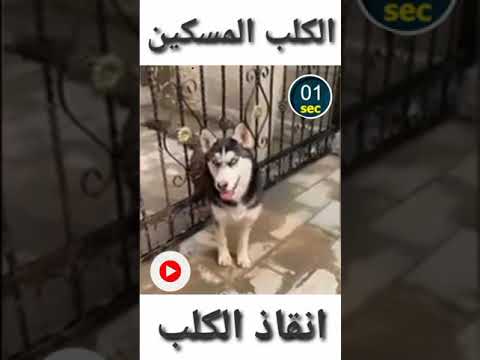 فيديو: قبل انقاذ كلبك