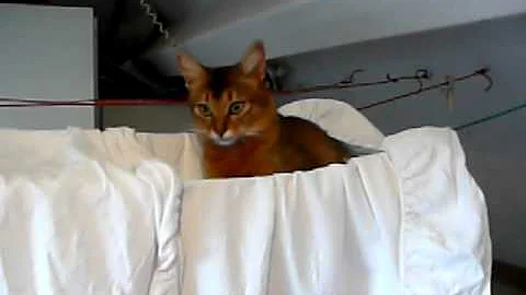 Watch the video about Young rudy Somali cat playing in laundry hammock