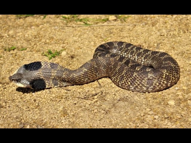 Zombie snake' that will 'play dead' can be found in Indiana