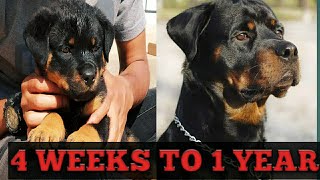 ROTTWEILER GROWING UP FROM 35 DAYS TO 1 YEAR