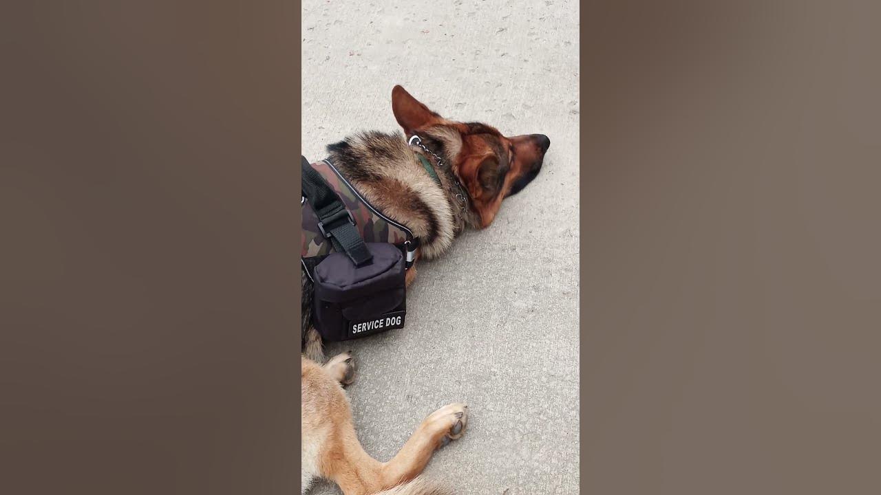 Service Dog For Autism shorts YouTube service-dog-for-autism-shorts-youtube