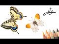 2. Aurorafalter Schmetterling zeichnen 🦋 How to Draw a Butterfly Orange-tip 🦋как се рисува Пеперудка