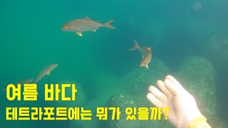 여름바다 테트라포트에는 뭐가 있을까 by 실전생활낚시 2,538 views 1 year ago 4 minutes, 27 seconds