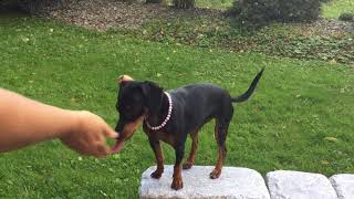 Zwergpinscher Hundetrick 'Gib Laut!' und 'Flüster!'