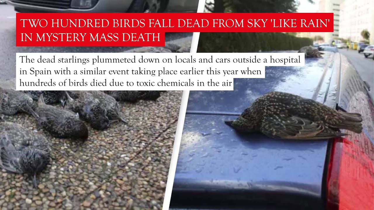 Two hundred birds fall dead from sky 'like rain' in mystery mass death
