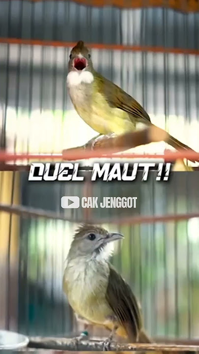 DUET MAUT CUCAK JENGGOT VS KAPAS TEMBAK !!!