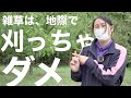 【刈らないで！】雑草を地際で刈っちゃいけない理由 -草刈り-
