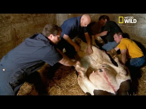 Vidéo: Que fait la caillette chez une vache ?