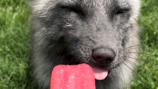 🍉 Clevyr foxes try popsicles! 🍉