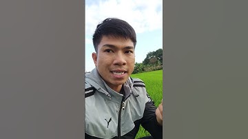 Lý do tại sao diệt ốc bưu vàng trên ruộng mà vẫn còn sót nhiều #luanuoc