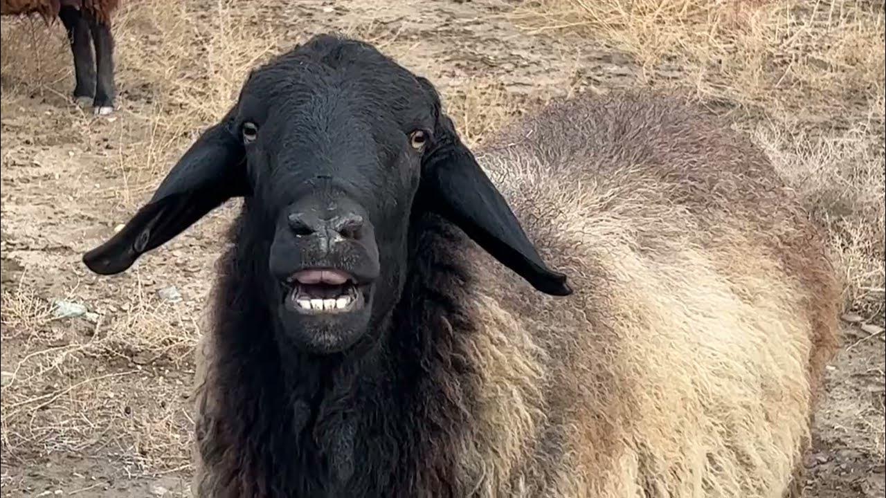 A flock of sheeps and goats and lambs/grazing sounds 😍😍/sheeps grazing