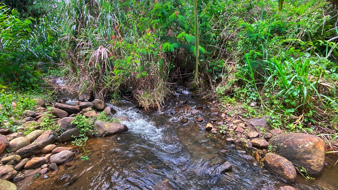 Overcome Insomnia Instantly with Gentle Stream Sounds from Quiet Creek & Soothing Nature Ambience