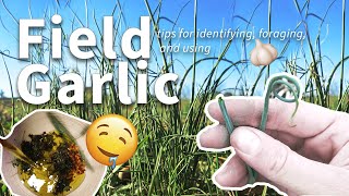 Foraging Field Garlic : Identifying, Harvesting, & Cooking Safely