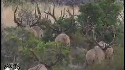 Hunting Huge Velvet Utah Bull Elk - MossBack