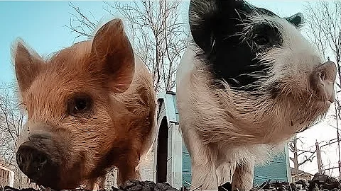 Do You know how to Castrate Pigs? / Kunekune Piglets