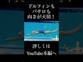 ドルフィンもバサロも方向が大切！ #競泳 #swimming #水泳 #泳ぎ方 #バタフライ #ゆっくり解説