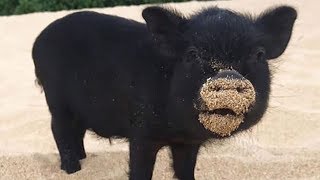Baby Pigs - Funny And Cute Baby Pig Videos Compilation #4