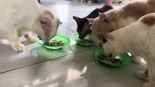 Bismillah Kehidupan sederhana di Rumah kucing ifan (Rumah kucing2 terlantar)