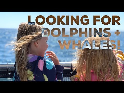 DOLPHIN WHALE WATCHING WITH OCEANSIDE ADVENTURES 