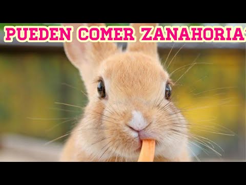 NO DEBEN COMER zanahorias?