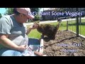 Let's Plant Some Veggies | Never A Dull Moment