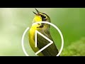 3d звук # лесное утро # прекрасное пение птиц # natural sound of forest birds # forest morning