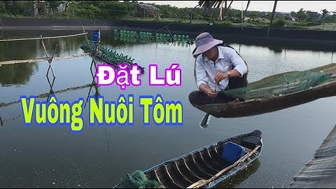Đặt Lú Trong Vuông Tôm Công Nghiệp-Put Lu in the Square of Industrial Shrimp