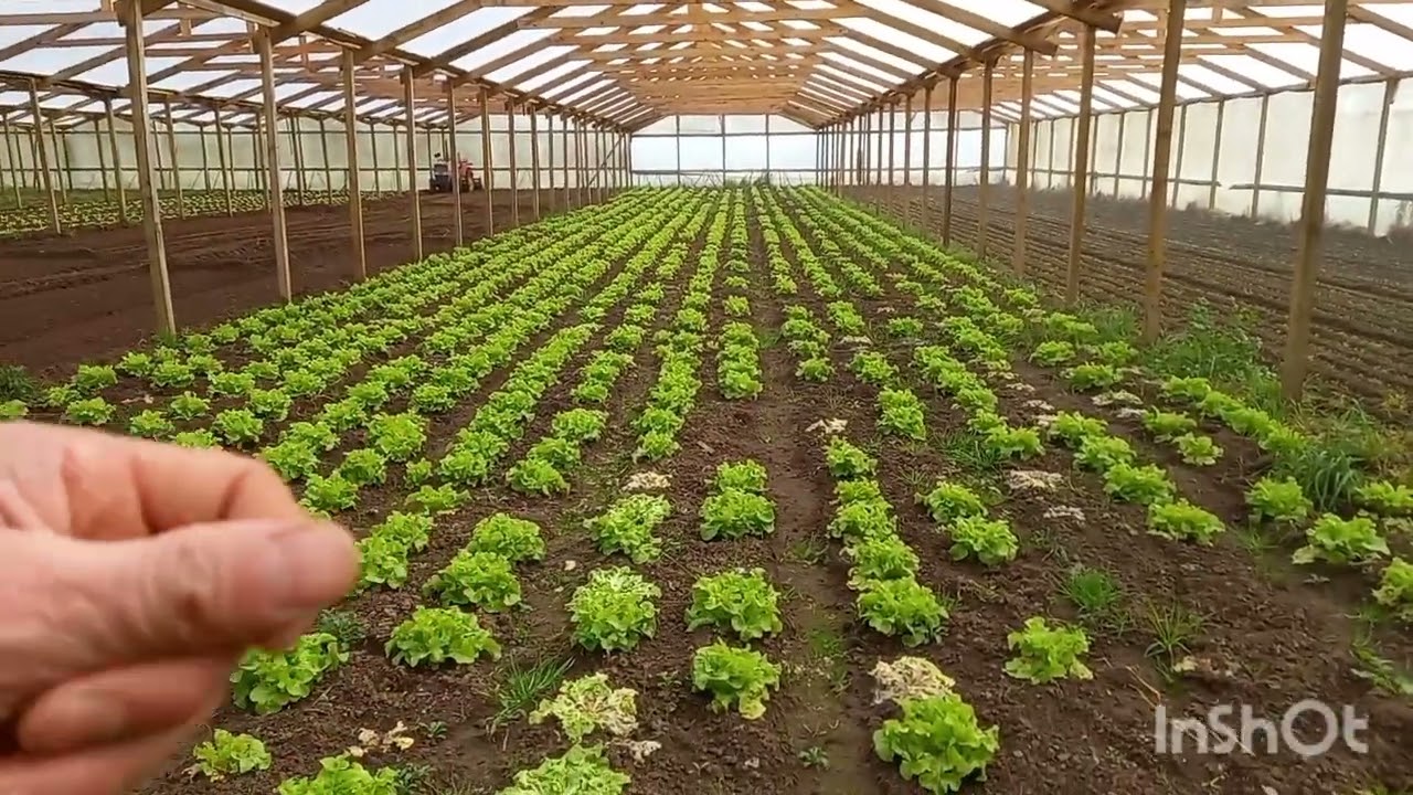 Aun sigo con vida ,y dando la pelea a este invierno.