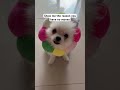 Why I’m Broke… Wait Till the End 🐶💔 #pomeranian #dog #pet #shorts