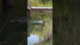 Geese Unimpressed By Being Moved Deeper In Pond