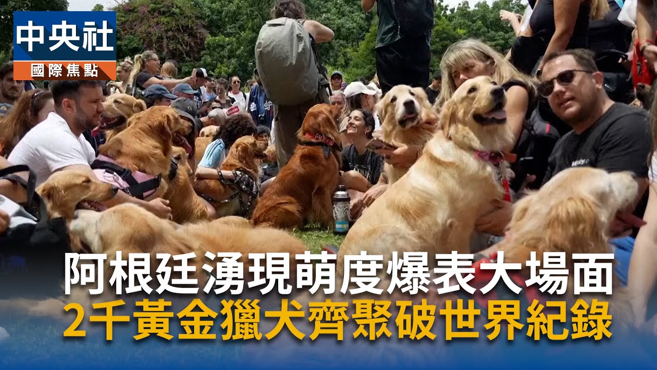 阿根廷超大型狗聚逾千隻黃金獵犬擠爆公園拚世界紀錄| 國際| 中央社CNA