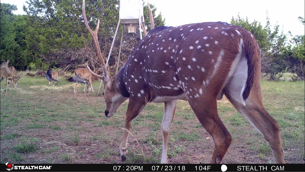 ARCHERY HUNTING AXIS DEER IN TEXAS THEY'RE STARTING TO SHOW UP! YouTube
