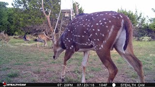 ARCHERY HUNTING AXIS DEER IN TEXAS | THEY'RE STARTING TO SHOW UP!