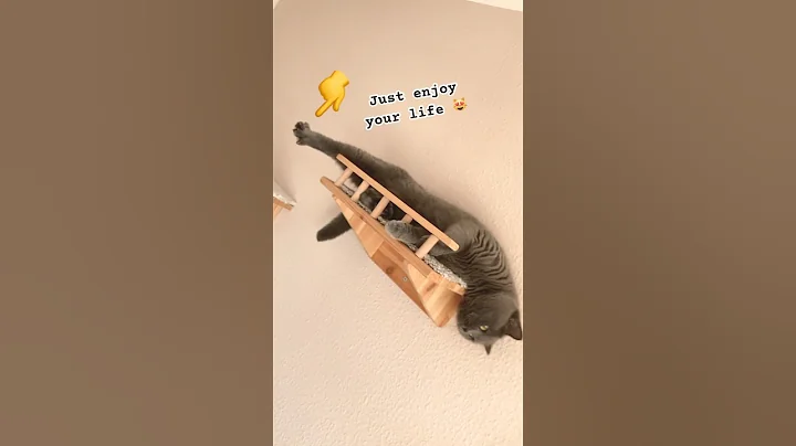 Watch the video about Sima #the #chill #cat #funny #cute #beautiful #baby #gatos #enjoy #shorts #britishshorthair #pets