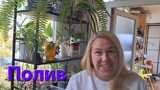 картинка: Поливаю свои растения. Как это делаю я.