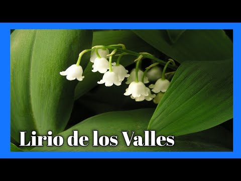 Video: Lirios del valle: ¿son venenosas estas flores?