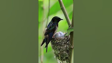 The snake attacked the bird