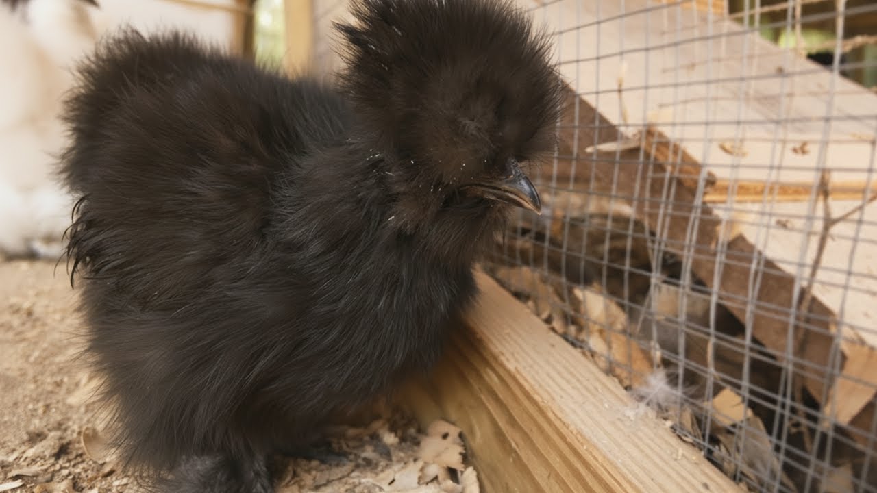 LIVE: Cute Silkies in the Chicken Coop