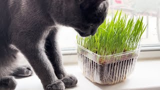 How to plant and grow cat grass from a Growing Kit (Seeds and soil)