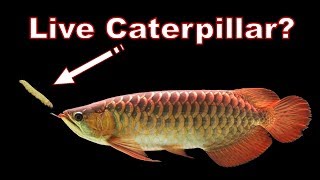 Must see stress relieved with beautiful golden Dragon Fish feeding caterpillar