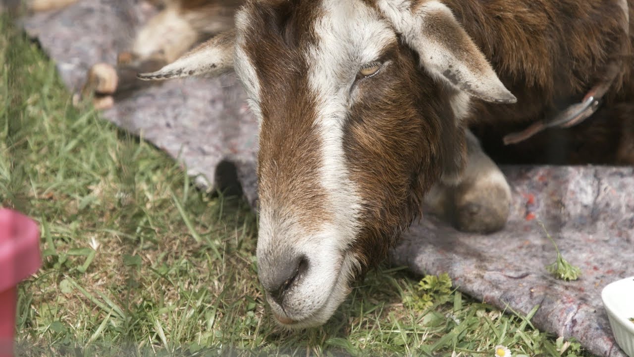 new zealand currency Neighbours fight over sickly goat