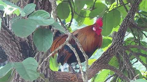 พ่อพันธุ์ตัวใหม่สายหมานมีเชลยสวยๆ(Qaib dib)