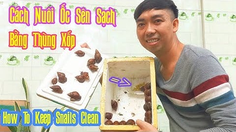 Chàng Trai Miền Tây Nuôi Ốc Sên(Ốc Ma) SẠCH Bằng THÙNG XỐP || How To Keep Snails Clean.