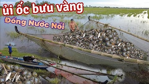 Ùn Ùn Kéo Nhau Đi Ủi Ốc Bưu Vàng Mùa Nước Nổi | Cảnh Tượng Chỉ Có Ở Miền Tây