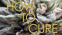 How to Cure Marijuana, How to Dry and Cure Marijuana, How To Cure Your Cannabis Harvest, How to Cure A Sore Throat INSTANTLY! - Sore Throat Remedy That Works, 6 Ways To CURE DEPRESSION, How to Kick a Cold Fast, HOW TO CURE AN EYE INFECTION IN 24 HOURS!
